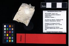 NHMW-GEO-2007z0149-0047_Ol_02.tifCycloprosopon octonarium (Schweitzer & Feldmann, 2010)  (NHMW-GEO-2007z0149-0047)